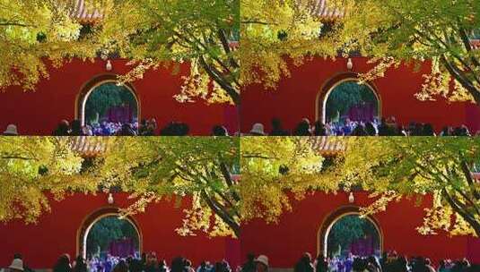中式古建筑前的黄色的银杏叶高清在线视频素材下载