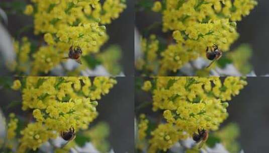 马宏花黄花的蜜蜂授粉高清在线视频素材下载