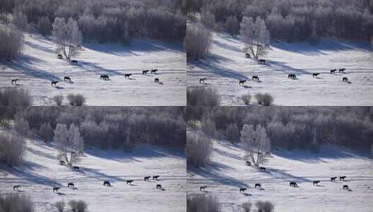 草原雪景高清在线视频素材下载