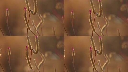 户外微距特写的毛茸茸的植物高清在线视频素材下载