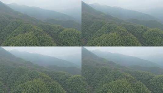 皖南山区大山中的葱郁的竹林景观高清在线视频素材下载