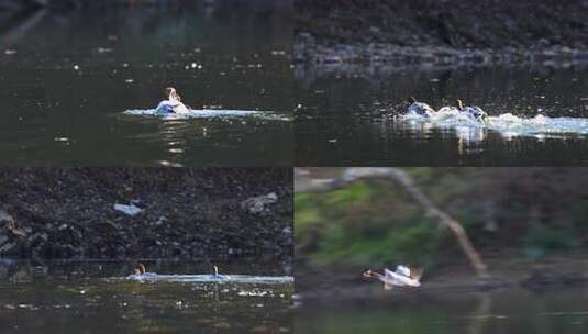 中华秋沙鸭抓泥鳅、一级保护动物中华秋沙鸭高清在线视频素材下载