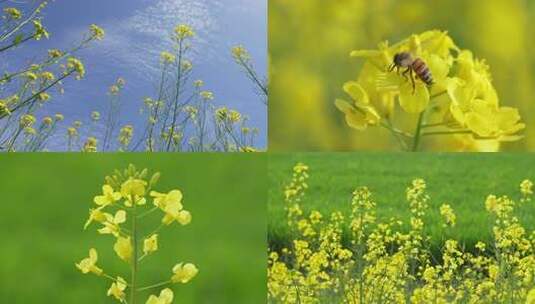 春天油菜花开蜜蜂采蜜空镜升格 合集高清在线视频素材下载