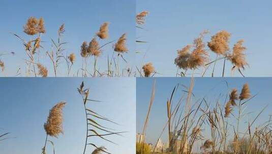 冬季河边岸边芦苇茅草空境合集高清在线视频素材下载