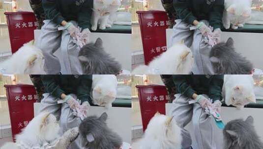 猫咪 宠物 可爱 特性 猫眼睛高清在线视频素材下载