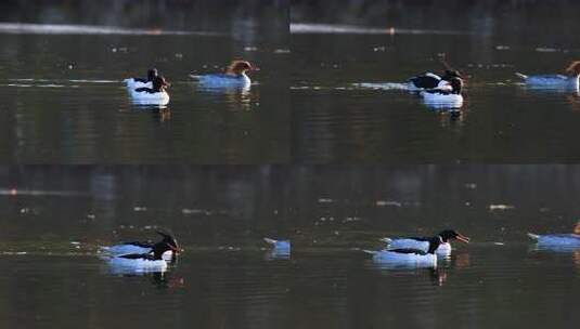 中华秋沙鸭抓泥鳅、一级保护动物中华秋沙鸭高清在线视频素材下载