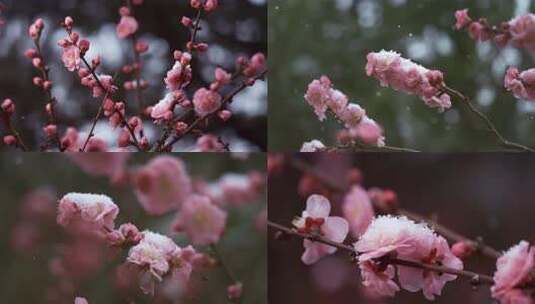 5K-雪中寒梅，寒梅怒放，红梅，腊梅盛开高清在线视频素材下载