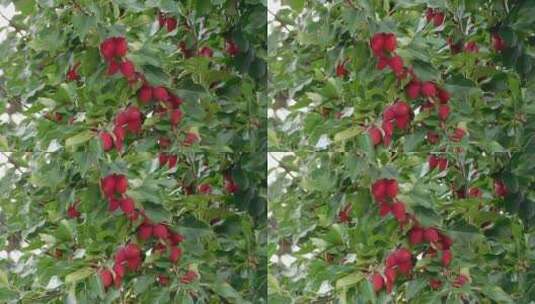 山苹果树上的累累硕果高清在线视频素材下载