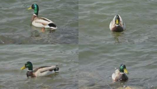 野鸭在水面上高清在线视频素材下载