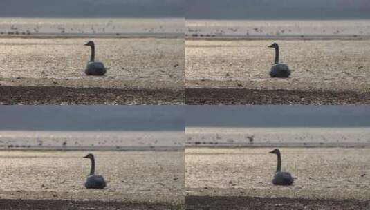 荣成天鹅湖湖面上孤单的大天鹅4K高清在线视频素材下载