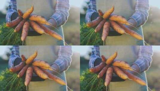 农民双手拿着胡萝卜高清在线视频素材下载