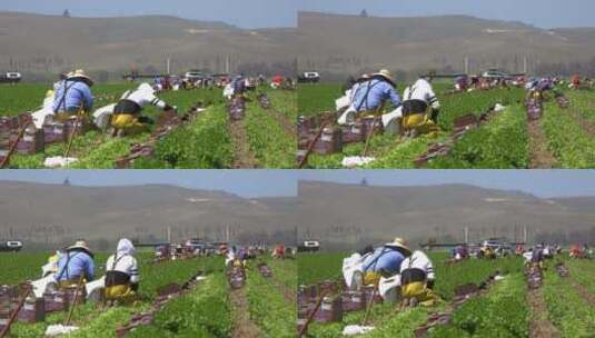 农场工人在农田里劳动 高清在线视频素材下载