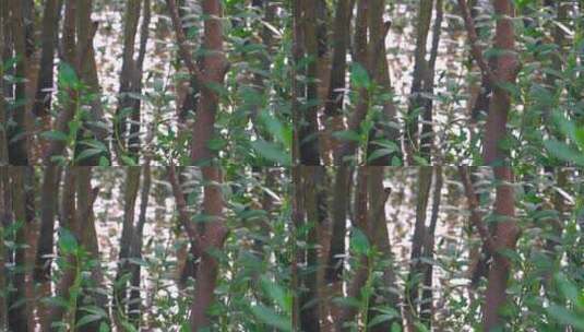 红树林树木树干绿叶近景水生植物高清在线视频素材下载