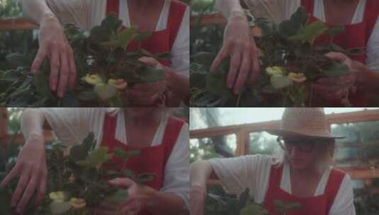 园丁培育草莓高清在线视频素材下载