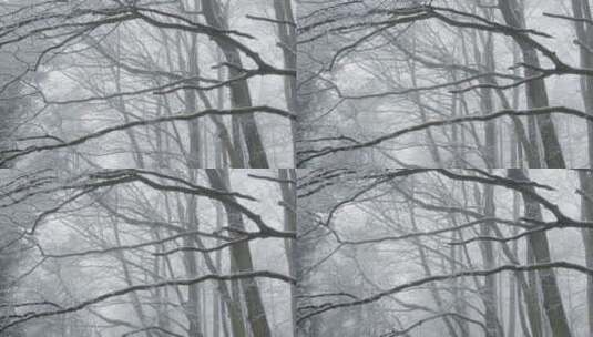 森林霜冻景观高清在线视频素材下载
