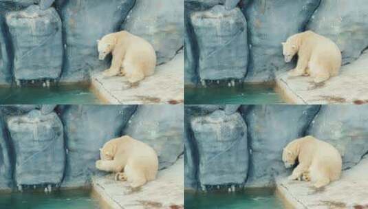 北极熊坐在河边的石头上洗脸高清在线视频素材下载