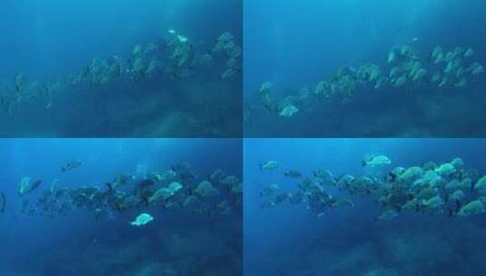 海底游行的鱼群高清在线视频素材下载