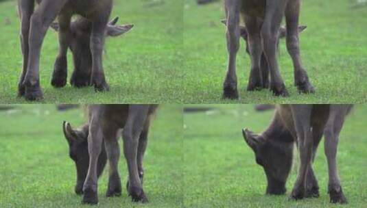 水牛视频草地上小水牛吃草特写慢镜头高清在线视频素材下载