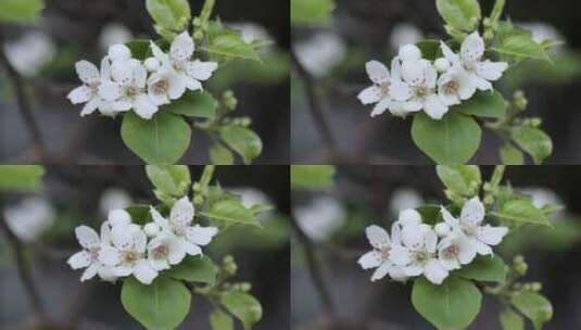 春天里开放的花高清在线视频素材下载