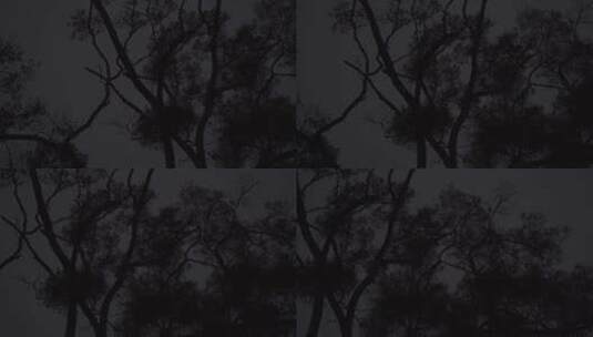 仰望夜空下的树枝高清在线视频素材下载
