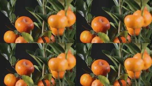 金桔橘子观赏蜜桔冰糖橘高清在线视频素材下载