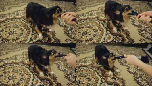 可爱的狗和它的主人一起玩他的布玩具高清在线视频素材下载