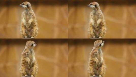 毛茸茸的猫鼬向外张望高清在线视频素材下载