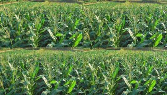 乡村田园玉米种植高粱地4k实拍高清在线视频素材下载