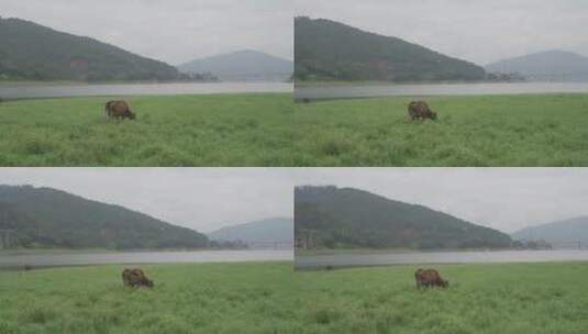 乡村小溪溪流河流牛吃草自然生态环境溪边高清在线视频素材下载