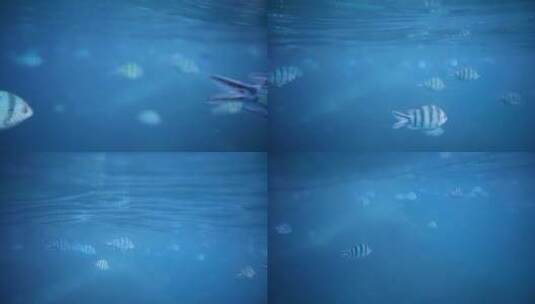 海水里游动的小鱼高清在线视频素材下载