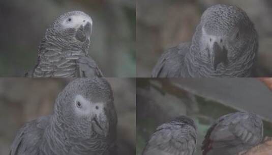 【镜头合集】灰鹦鹉羽毛鸟喙鸟嘴眼睛高清在线视频素材下载
