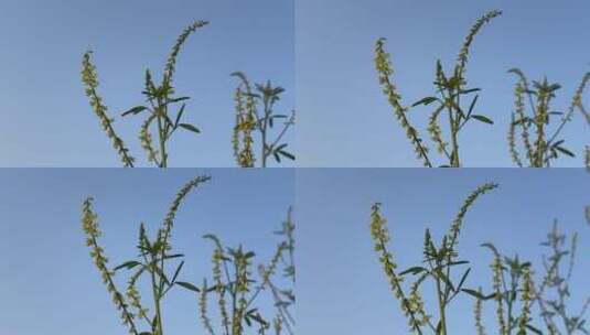 决明子药草植物特写镜头高清在线视频素材下载