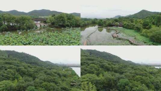 航拍杭州湘湖风景，荷花池荷花开放的场景高清在线视频素材下载