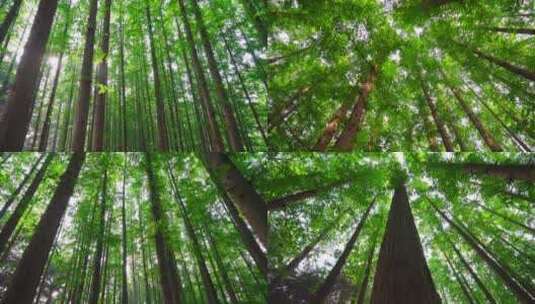 自然森林-绿色环保水杉树林高清在线视频素材下载