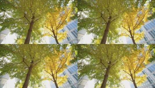 秋天银杏树下金色的阳光镜头进光高清在线视频素材下载