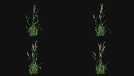 稻草植物生长高清在线视频素材下载