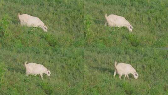 安徽省黄山市歙县徽州大草原的羊吃草高清在线视频素材下载