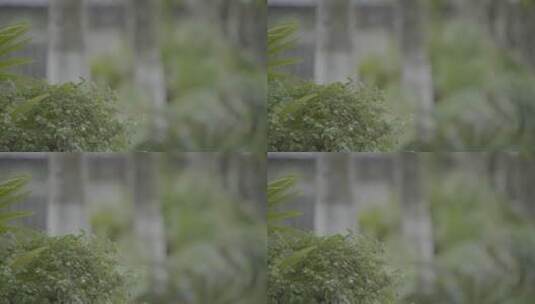 棕榈 园林 绿植 松下S1H v-log拍摄 绿化05高清在线视频素材下载