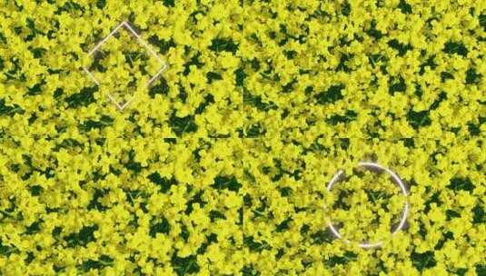野花 动态花朵4k高清素材高清在线视频素材下载