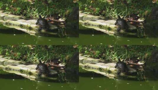 水边的巴西龟高清在线视频素材下载