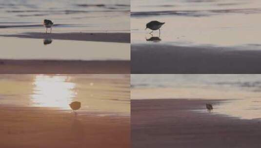 海边傍晚夕阳小鸟沙滩觅食合集高清在线视频素材下载