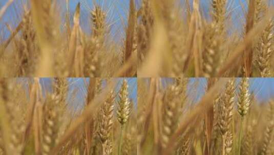 农作物小麦高清在线视频素材下载
