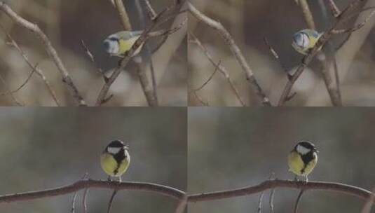 秋冬季节枝头小鸟合集高清在线视频素材下载