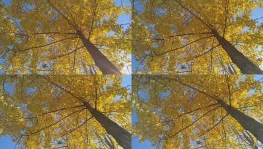生态银杏树树叶高清在线视频素材下载