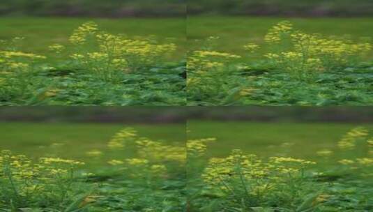 4K花草植物素材——羽衣甘蓝高清在线视频素材下载