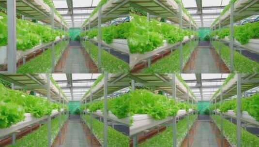 现代化农业温室大棚-科技农业高清在线视频素材下载
