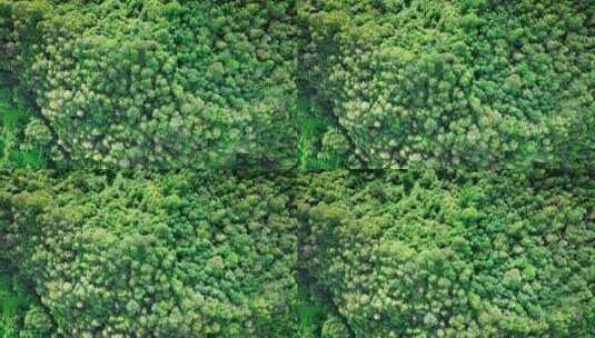 【正版素材】绿色森林高清在线视频素材下载