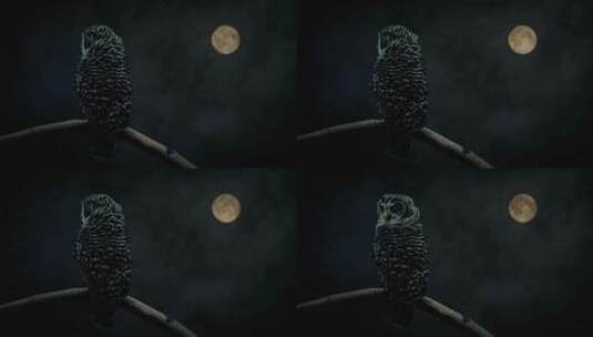 猫头鹰在月光下观看高清在线视频素材下载