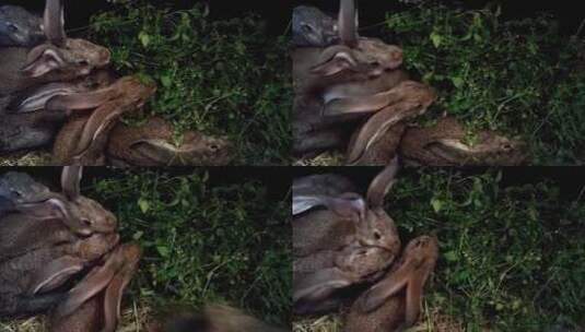 三只兔子在林间吃草高清在线视频素材下载