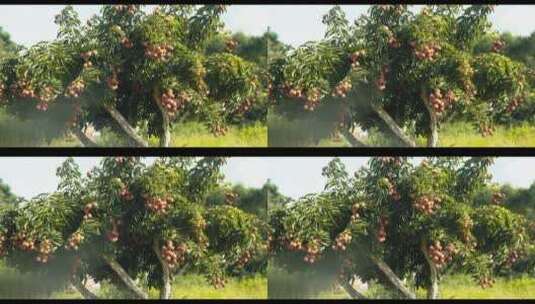 荔枝树空镜头高清在线视频素材下载